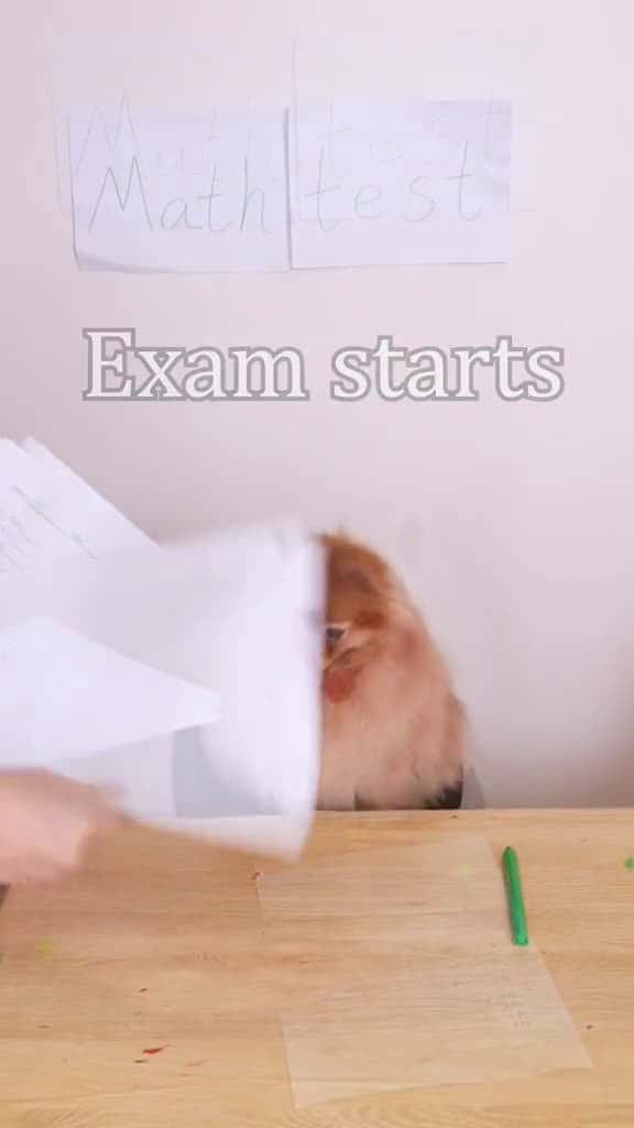 Cover for Nico cheated in the examnico dog funny smartnico cute 13159 #us