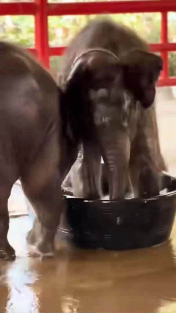 Cover for Twin baby elephants playing water 😂 #babyelephant #elephant #cute #funny #shorts_159 (2)