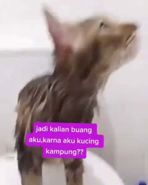 Cover for Dianggap jelek dan lalu dibuang, anak ini sekarang jadi super cantik, bikin netijen jadi melongo Tiktok endah ns17 Follow akun baru mimin ya @benerankucing Yuk ikuti terussss 