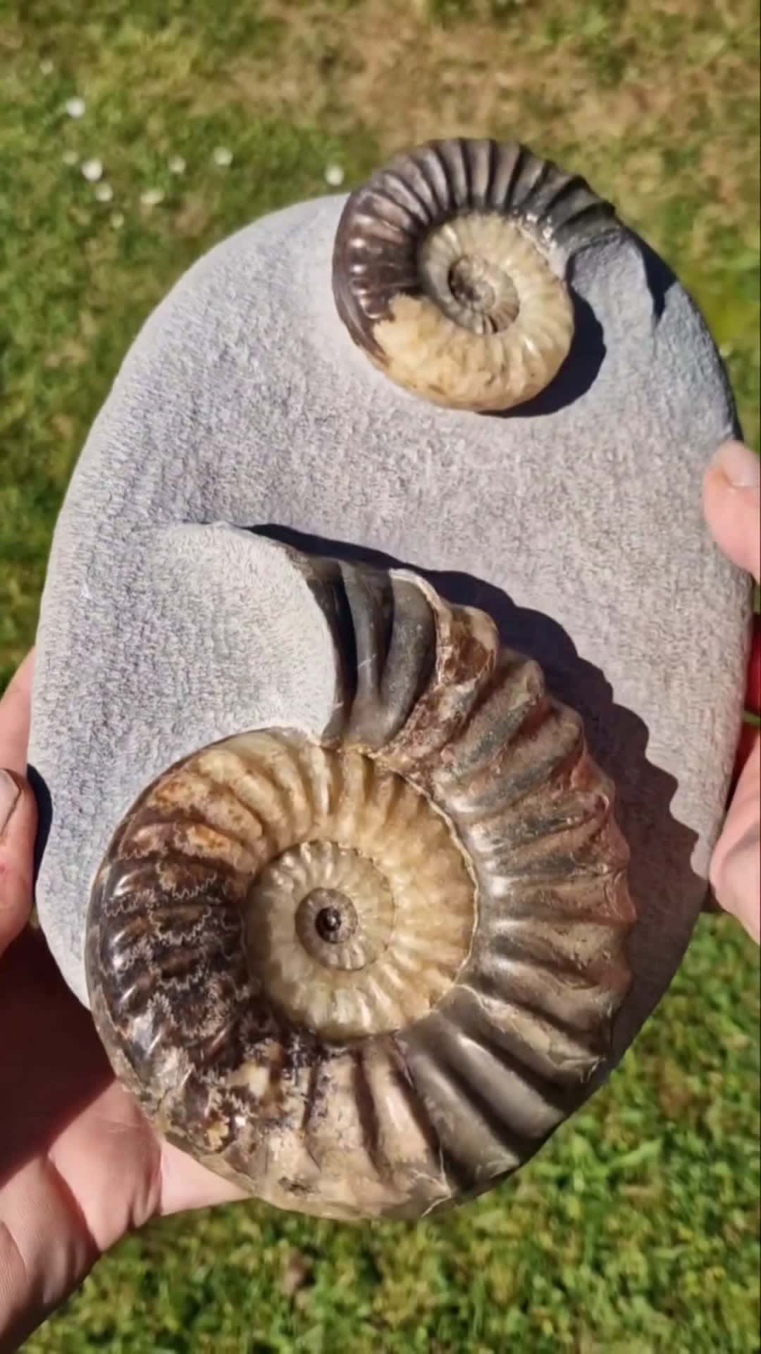 Cover for A rather nice double asteroceras obtusum piece I have in my collection. Found 👀 in a huge landslide that occurred on Charmouth beach 🏖 in 2006. #charmouth  #lymeregis  #jurassic #geology  #minerals  #fossil  #ammonites  #calcit
