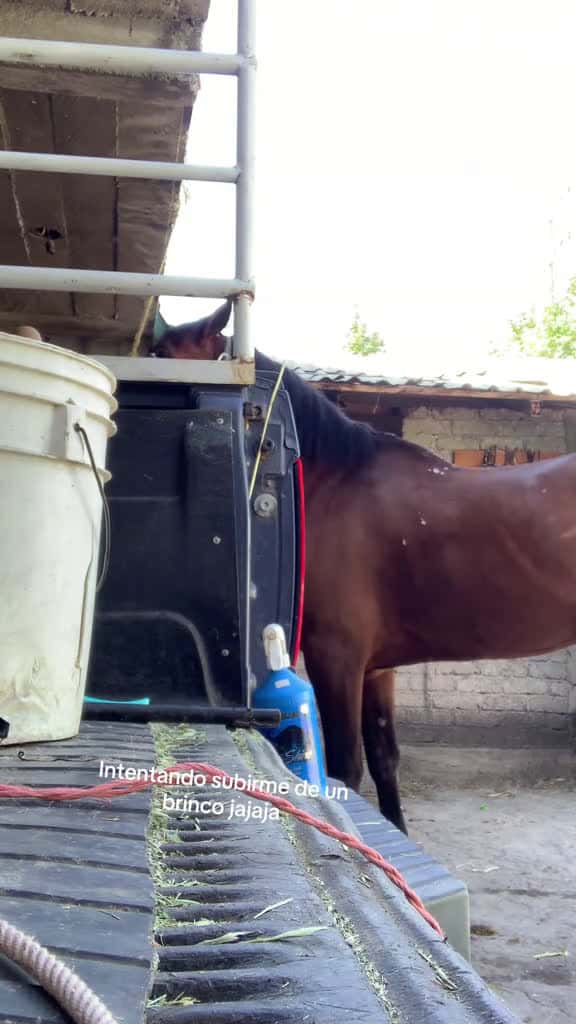 Cover for Si pude jaja caballos brinco parati 21650 #shortvideos