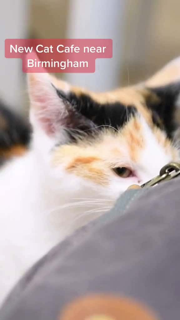 Cover for Very friendly birmingham westmidlands bigonbrum cats catcafe PlacesToVisit 90277 #america