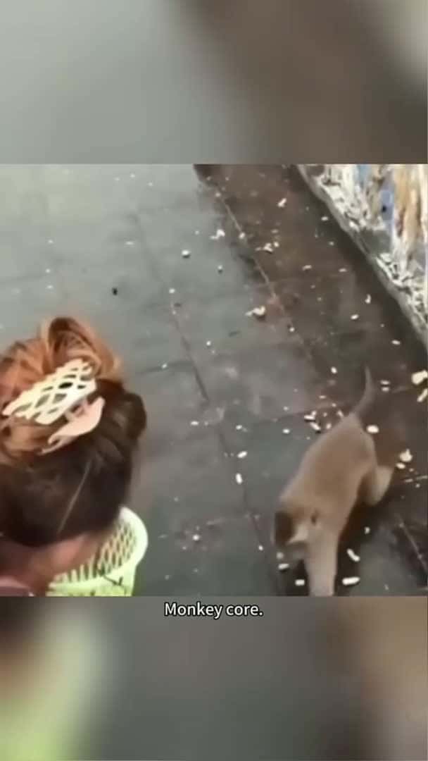 Cover for Monkey Core!!!🤣🤣🐱#funnycats #funnyanimals #petvideos #cat #catsoftiktok_55 (2)