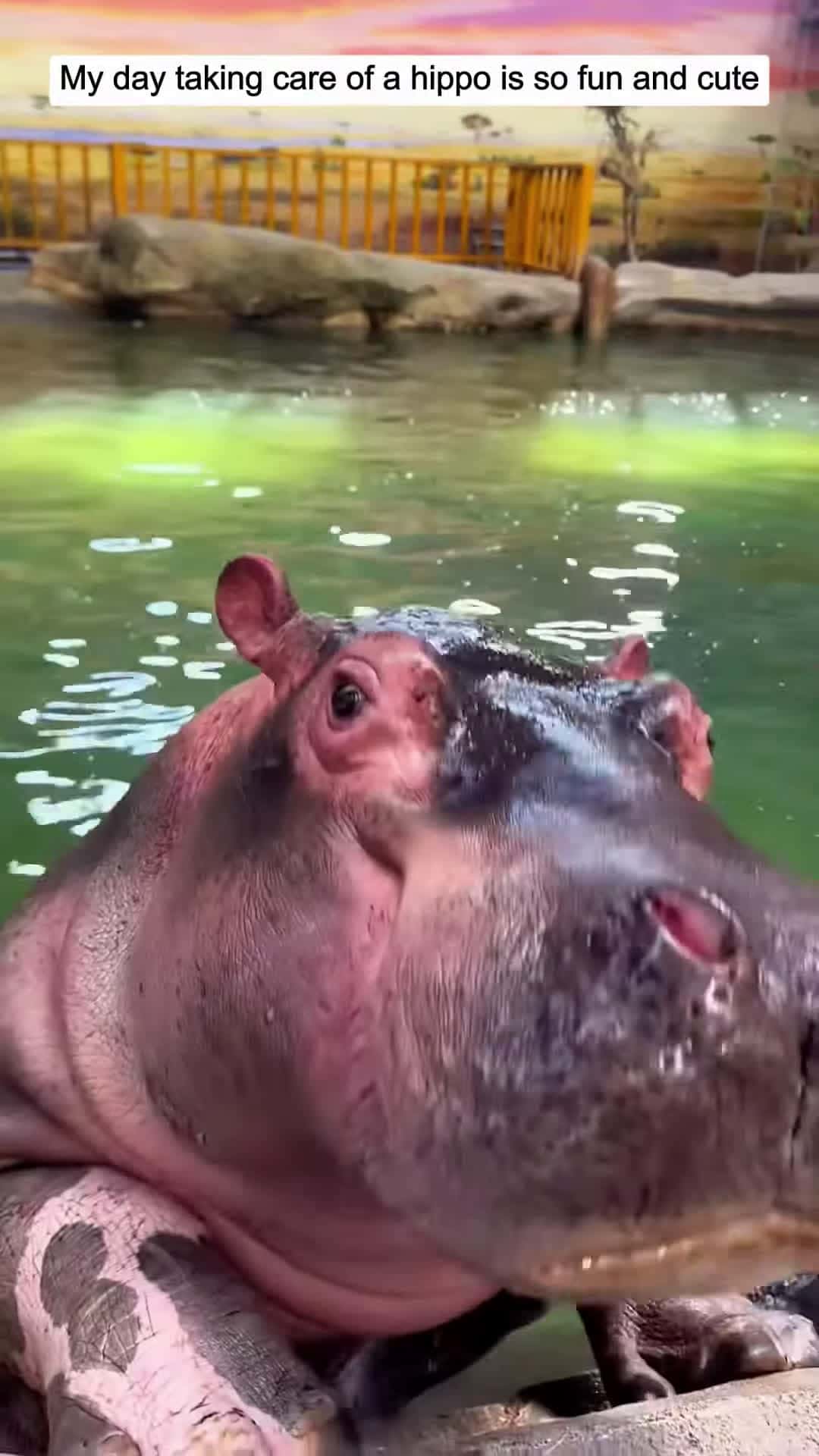 Cover for My day taking care of a hippo is so fun and cute animalshorts