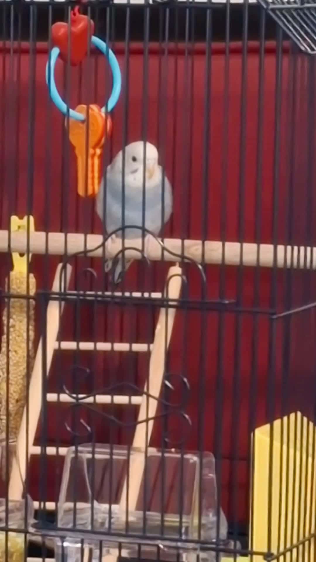Cover for New Bird #birds #bird #birdlovers #birdlife 
