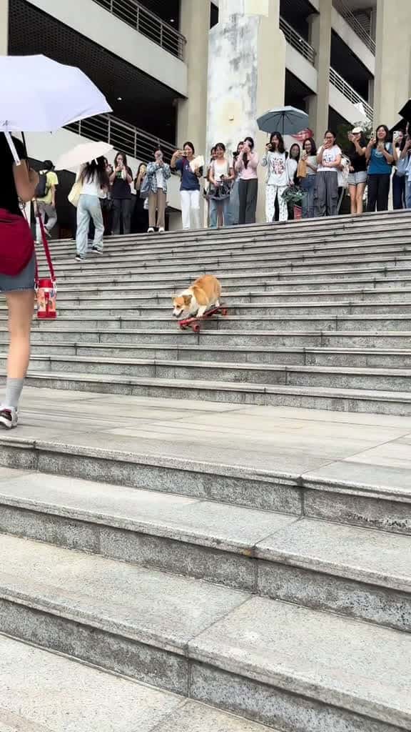 Cover for The puppy is coming dogskateboard corgi pets cute 04110 #american