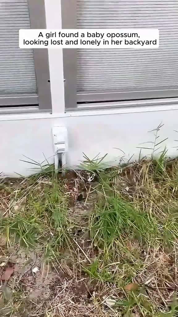 Cover for A girl found a baby opossum and gave it a home #animalrescue #rescue #animals #animalsoftiktok #fyp #animallover #animallove #loveanimals❤️🐾 #opossum #opossumsoftiktok 