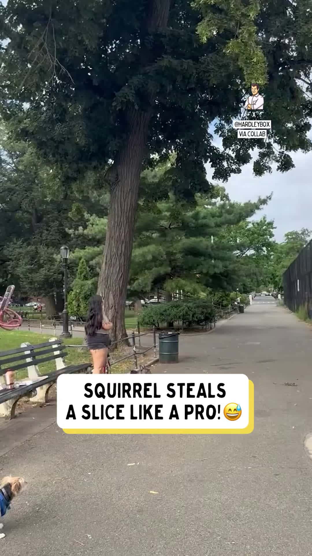 Cover for #TooFunnyToScroll Pizza thief makes a getaway up the tree