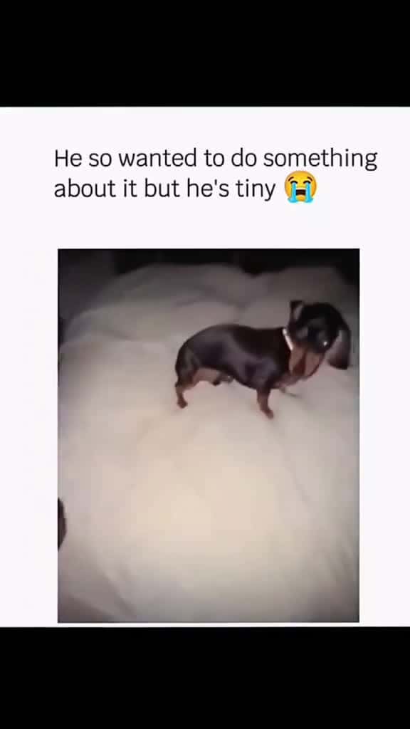 Cover for Funny and cute dogs compilation funnydog funnypet cutedog dogsoftiktok doglover dog 34870 #american