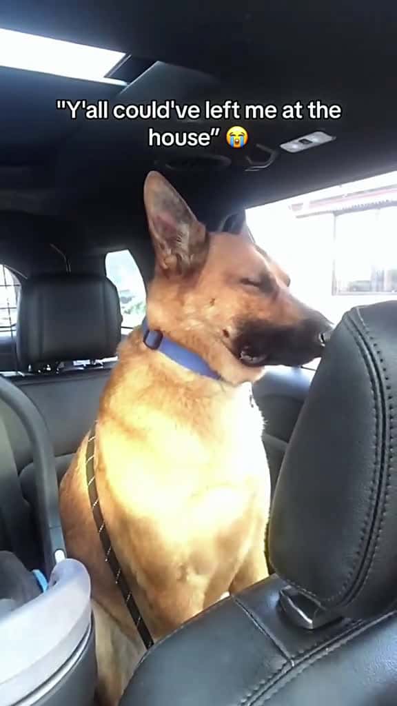 Cover for Dog and child funny dog funnyvideo dogs foryou 87647 #trend