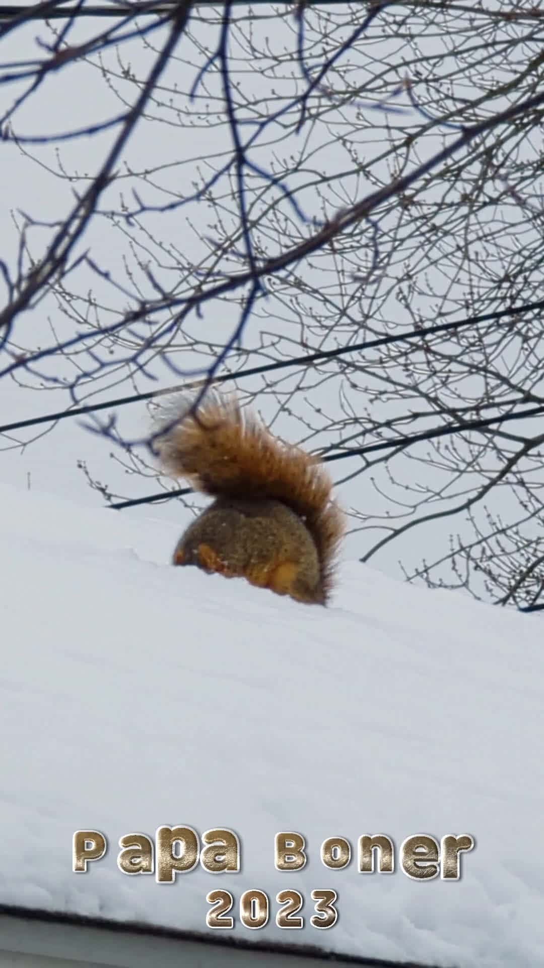 Cover for Papa Boner living life to the Fullest in 5" of Snow ❤️❤️❤️❤️❤️