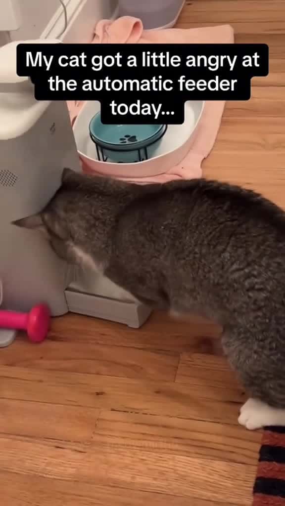 Cover for Cat and its feeder  cat cats fyp funnyvideos funnycat funnyanimals funnytiktok fo 70346 #trendingscoopz