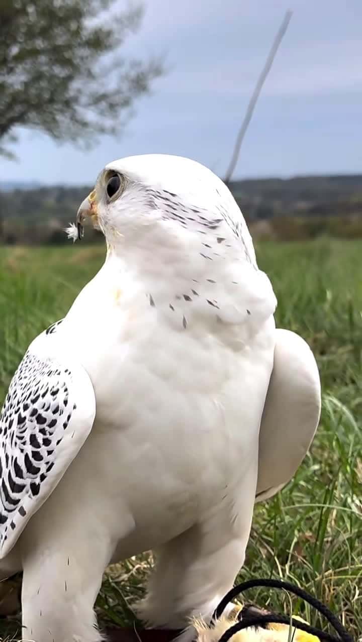 Cover for Birds