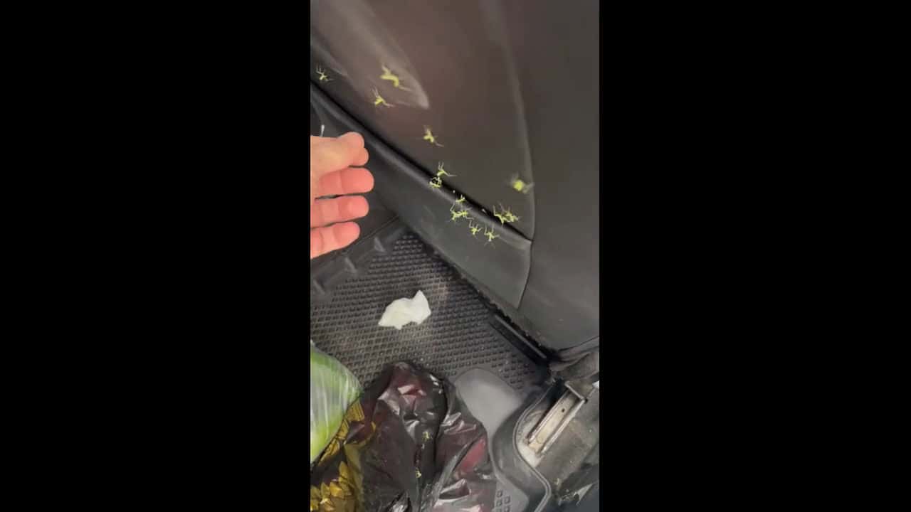 Cover for Mantis Nest in the Back Seat