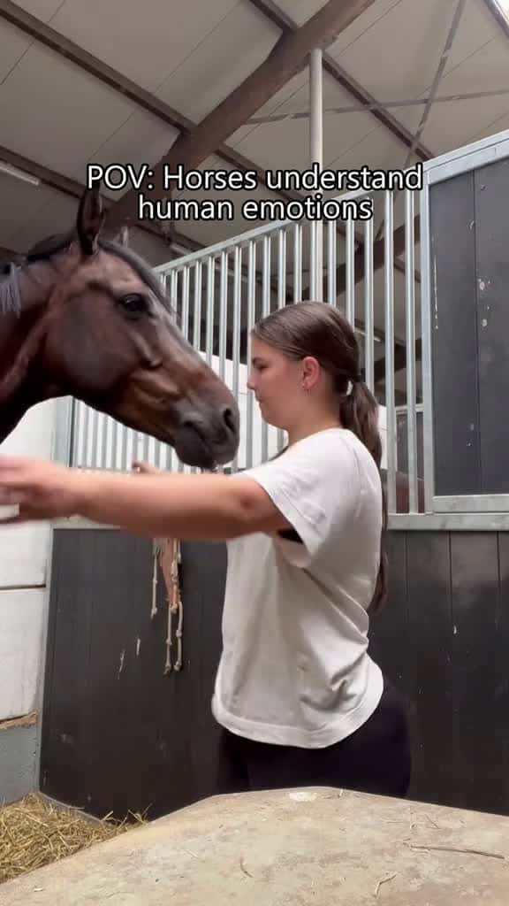 Cover for Horse understand human emotions🥰🥰#horse #horses #horsesoftiktok #fyp #fypシ #foryou #foryoupage #funny #funnyvideos #funnytiktok #funnyanimals  created by pets babytime with Stephen Sanchez’s Until I Found You