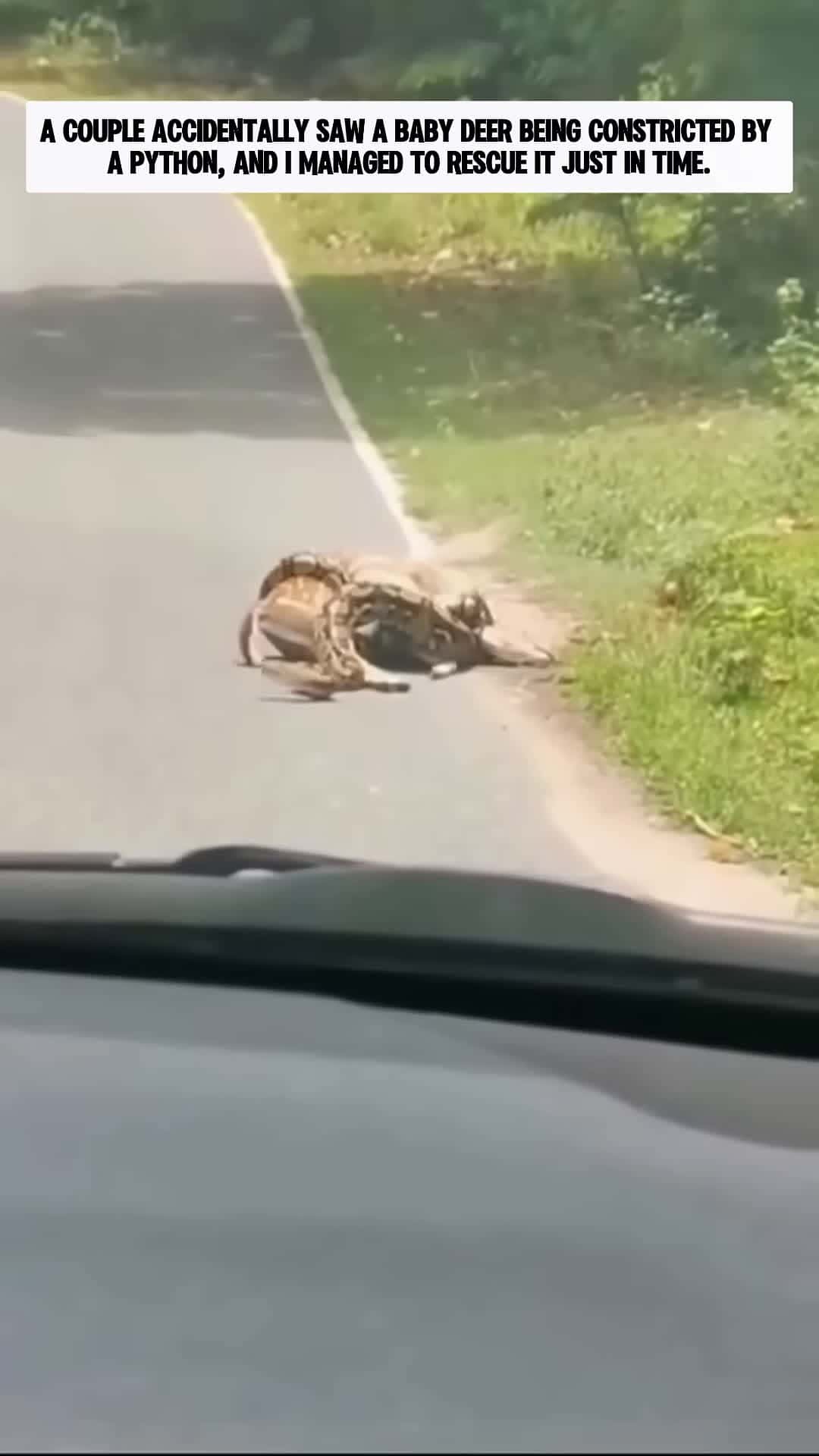 Cover for Rescuing a Baby Deer from a Python then