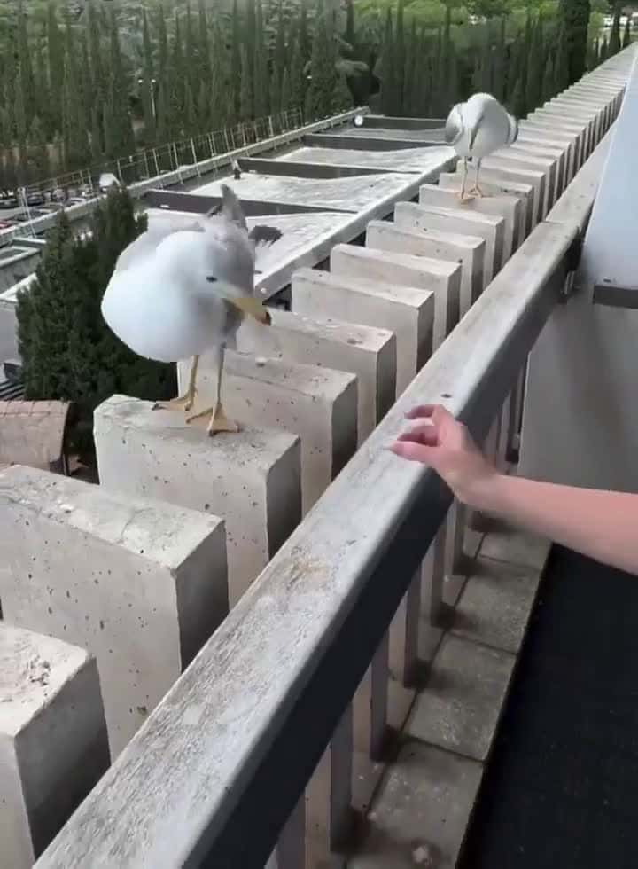 Cover for Feeding the local seagulls… 😂