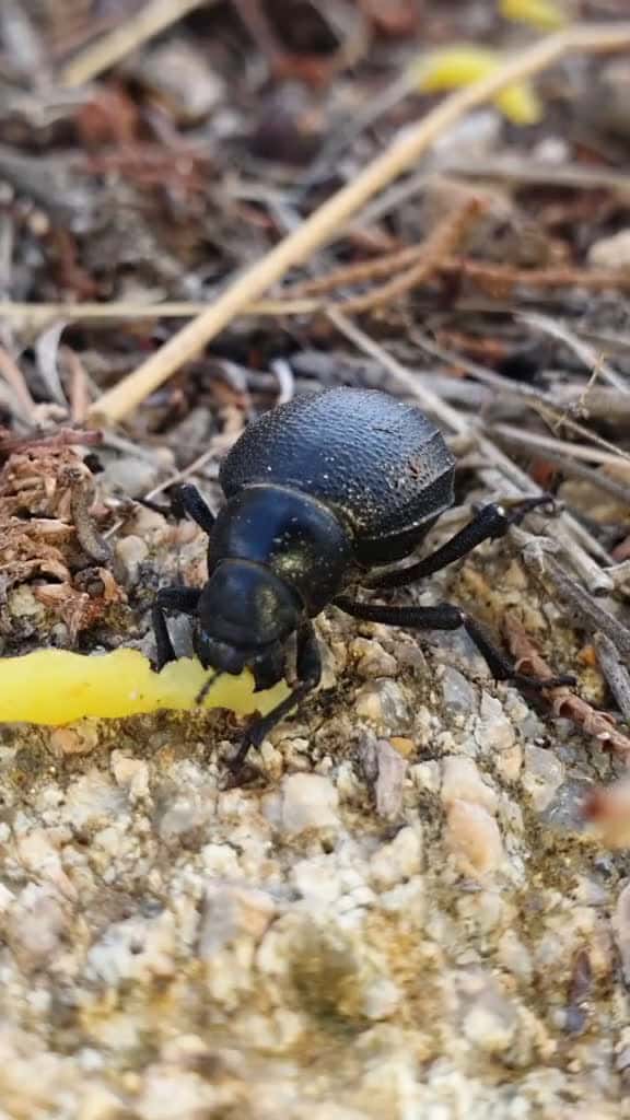Cover for Guess what it is eating##bugs #foryou