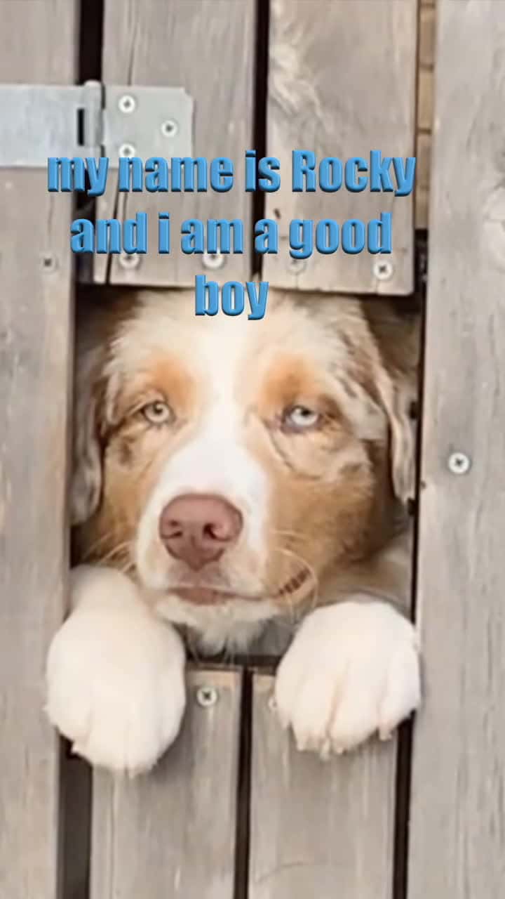 Cover for Hi stranger #fyp #foryou #dog #silly #funny #voiceover #animals #360 #cute