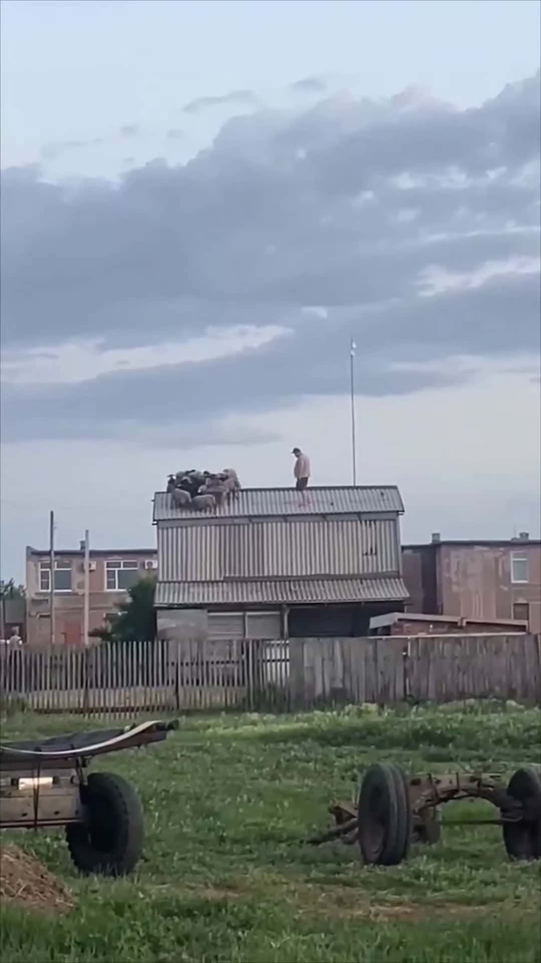 Cover for #FirstVideoChallenge Shepherd Attempting to Herd Sheep Flock Stuck on Roof.