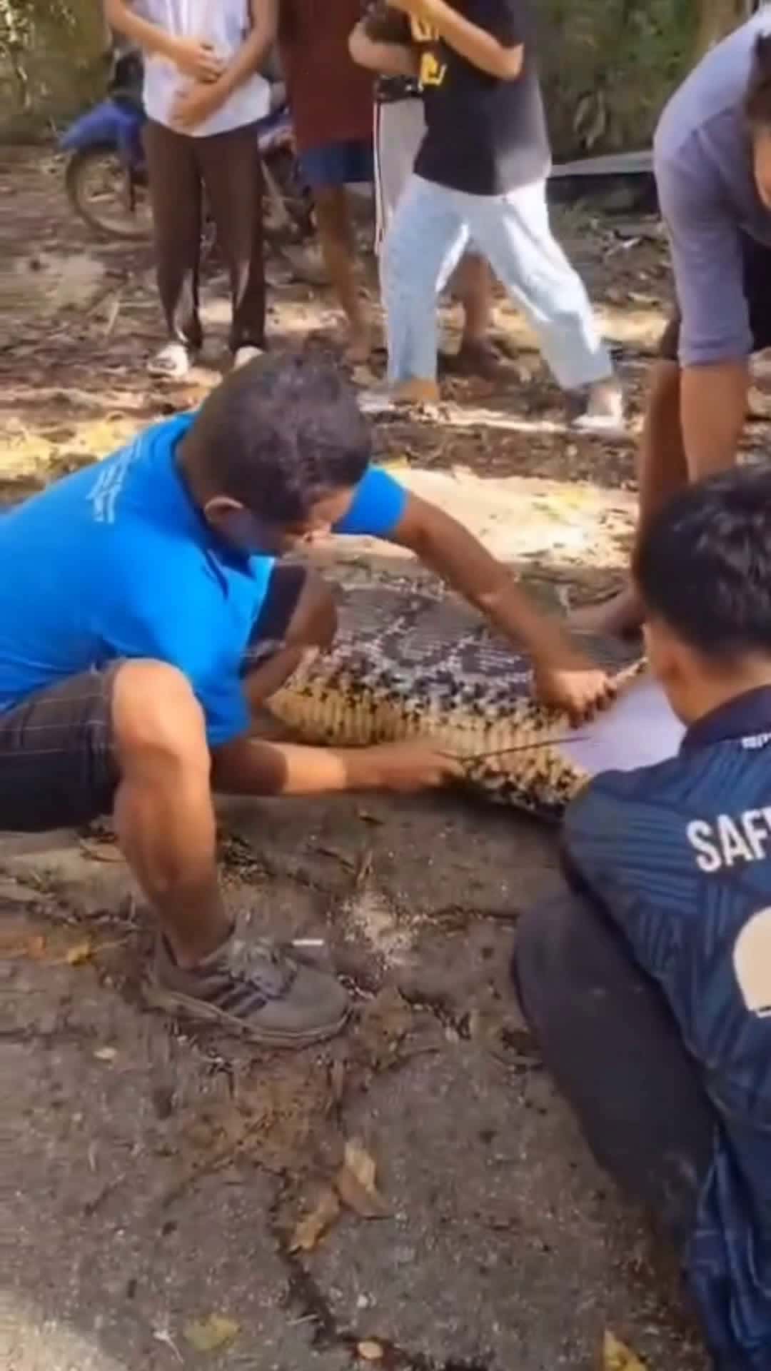 Cover for Man eaten alive by snake #snake  #animals  #man  #eating 