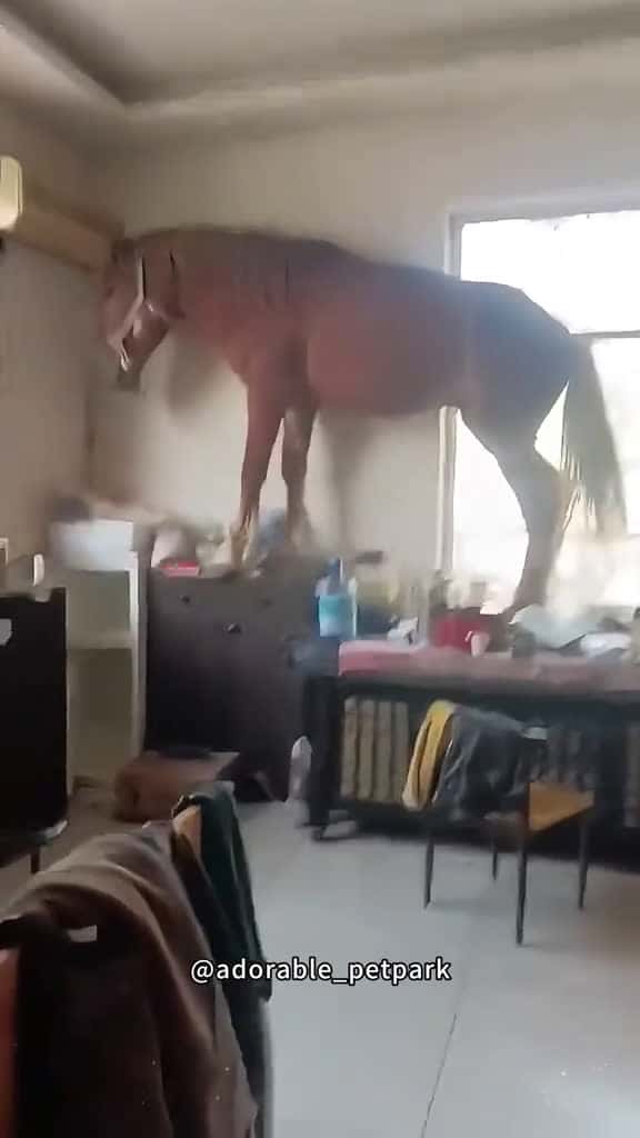 Cover for Funny horse. funny farm horse horses foryou animals funnyvideos fyp 08511 #shortvideos