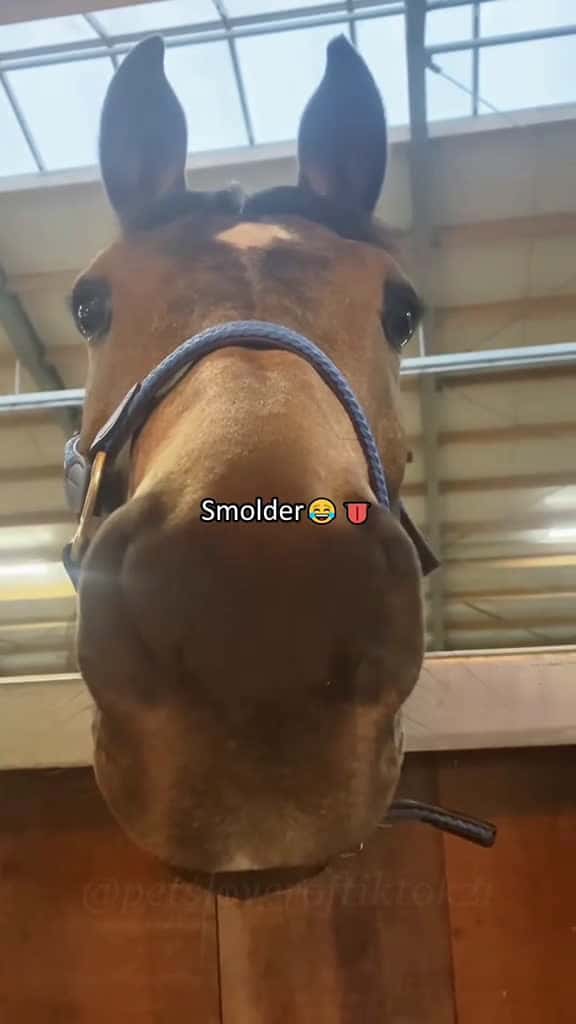 Cover for Smolder horse core horse pets animal funny fyp foryou 45930 #trend