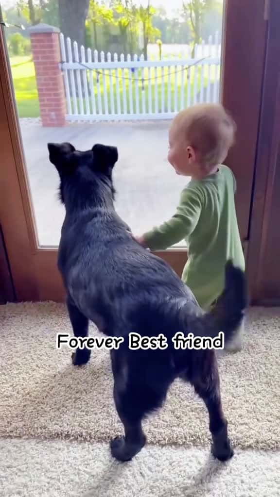 Cover for Just a Baby and His Fur Brother dog fouryoupage funny fyp pets usaus foryou 28959 #ilovescoopz