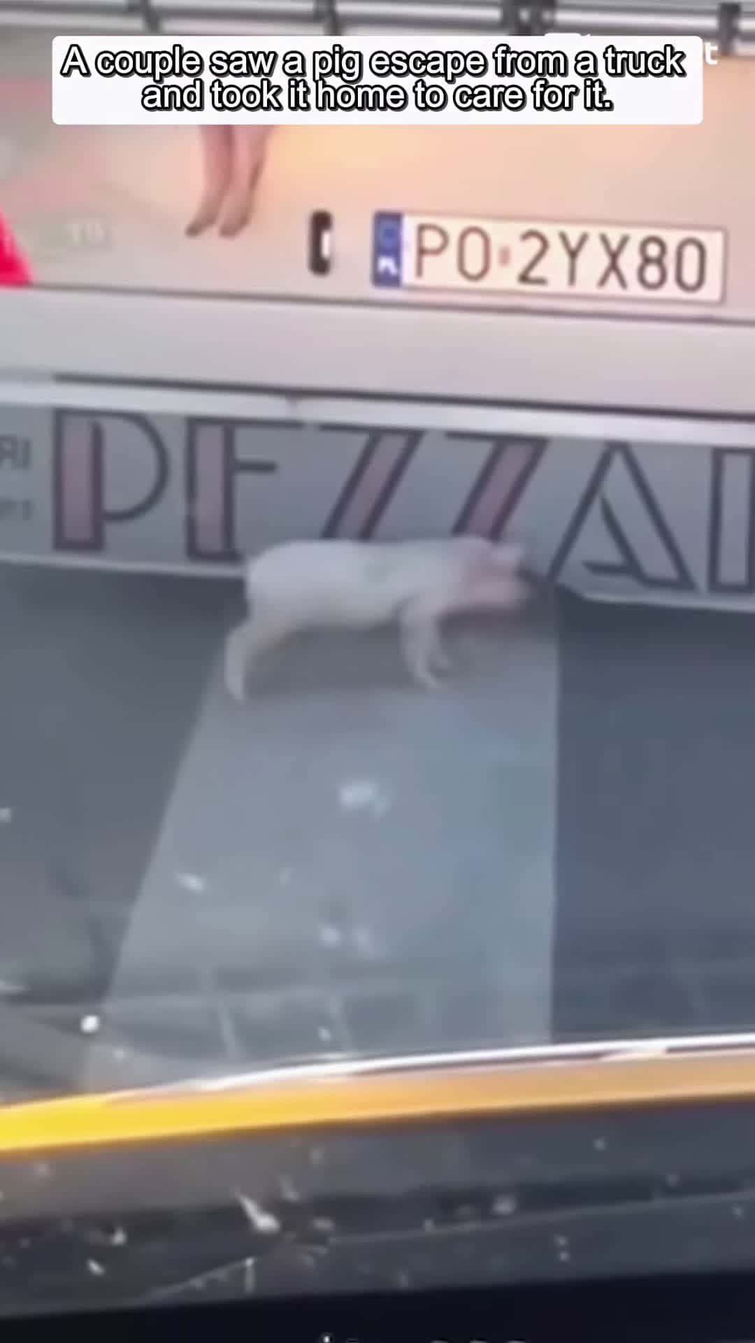 Cover for A couple saw a pig escape from a truck and took it home to care for it animalshorts