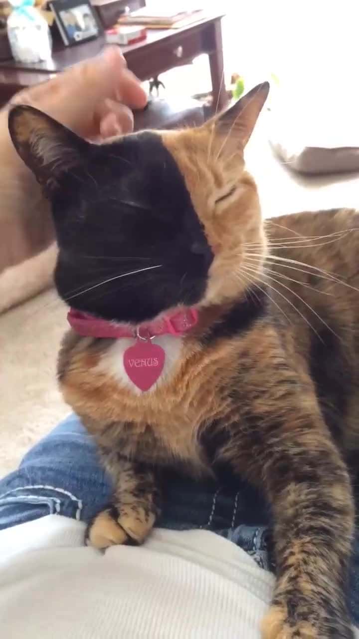 Cover for Who can relate facts catmom catlife petsof catsof throwback