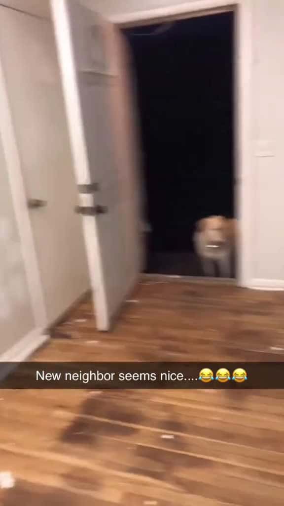 Cover for Neighbor s Dog dog dogsoftiktok funny funnyvideos funnypet animals longervideos pet fyp fo 57453 #america