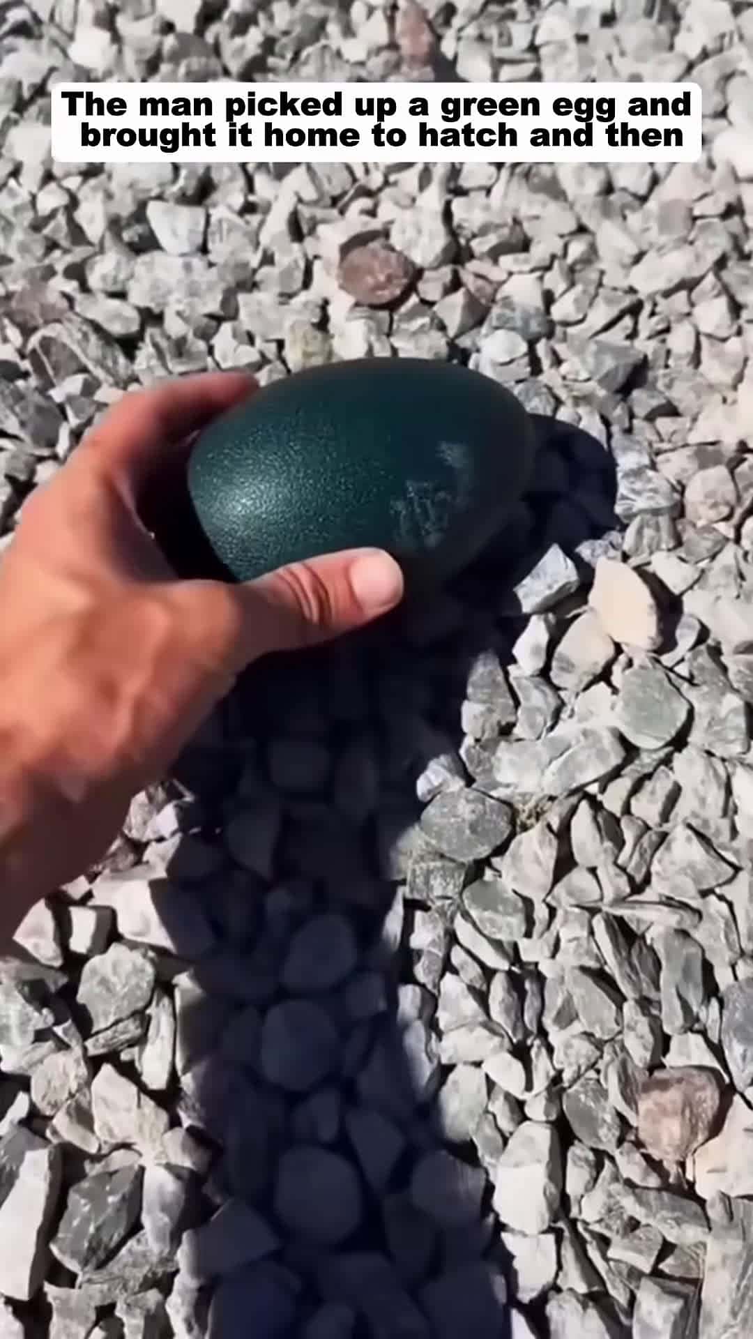 Cover for The man picked up a green egg and brought it home to hatch and then animalshorts