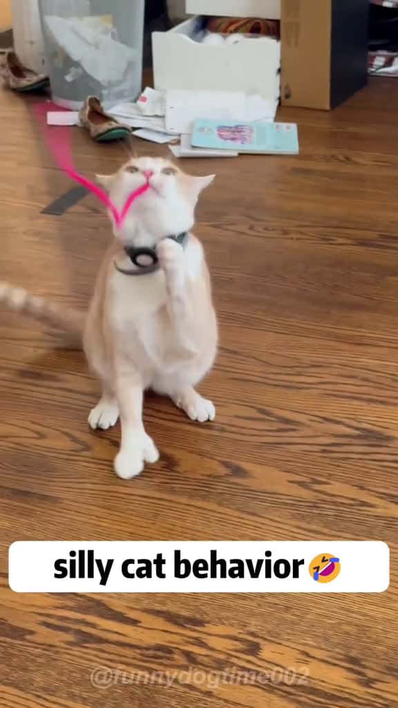 Cover for Your cat forgot how to cat .Again cat catsoftiktok pets funny catbehavior fyp foryou fanny 48622 #trendingscoopz
