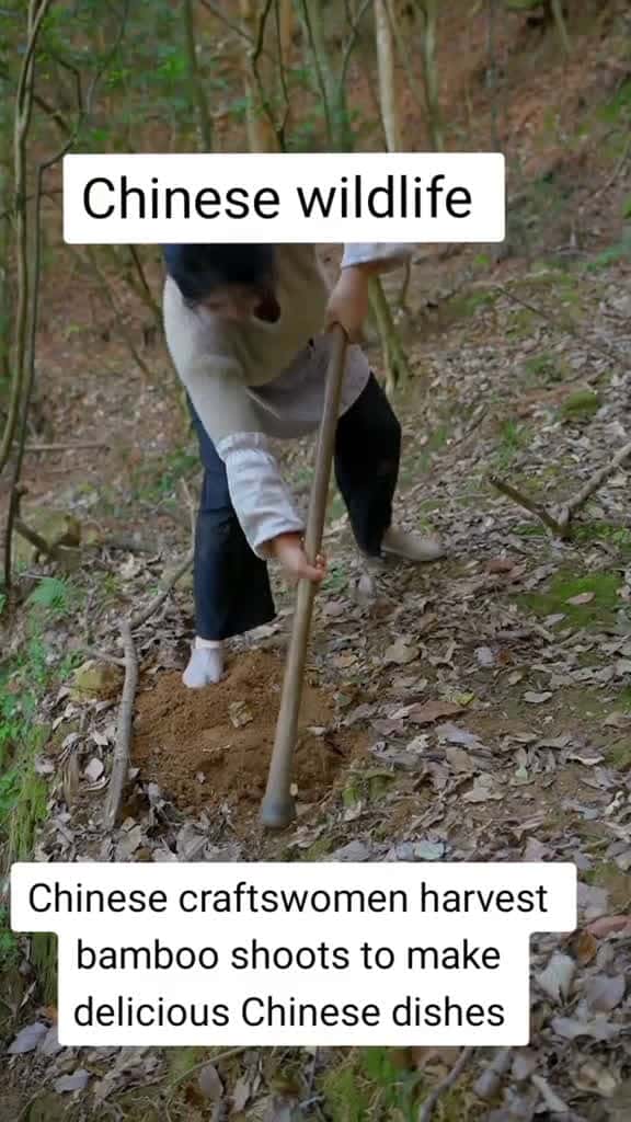 Cover for healthy life in Chinese village countryside life and cooking rural life in china #explore #humor #fouryou #foryoupage #foryoupageofficiall #fypシ゚viral #fypシ #fyp #fy #tiktok #handwork #handmade #culture #china #japan #diy #craft
