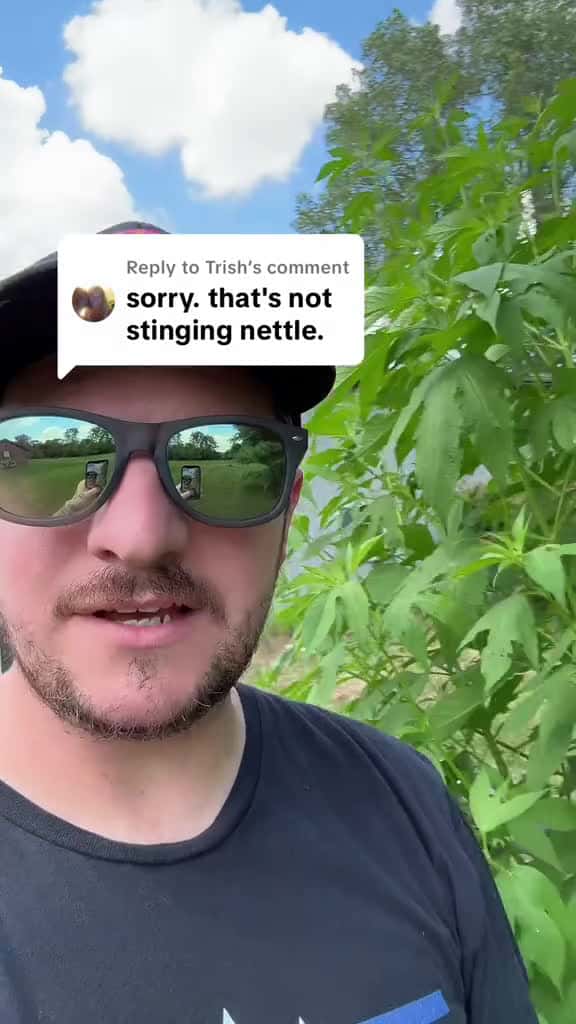 Cover for Replying to @Trish plant identification is my worst enemy apparently 😂 #plants #plant #indiana #thistle #nettle #help #whatisthis  created by Josh with もつ’s Nocturne (Chopin) calm piano solo