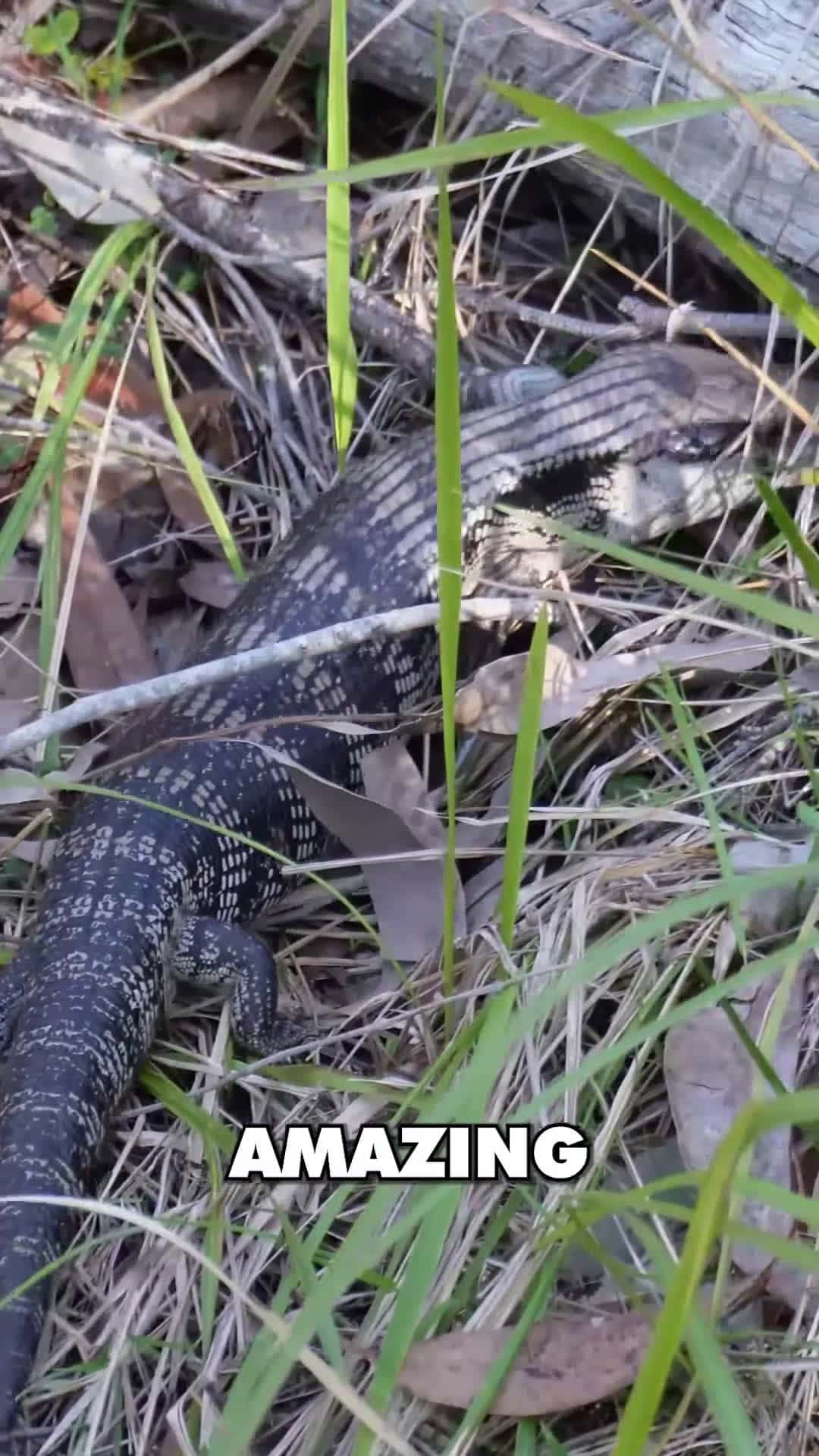 Cover for #Official🇦🇺 #education #reelisnstagram #conservation #alligator #inspire #bemore #jointheadventure #crittacam