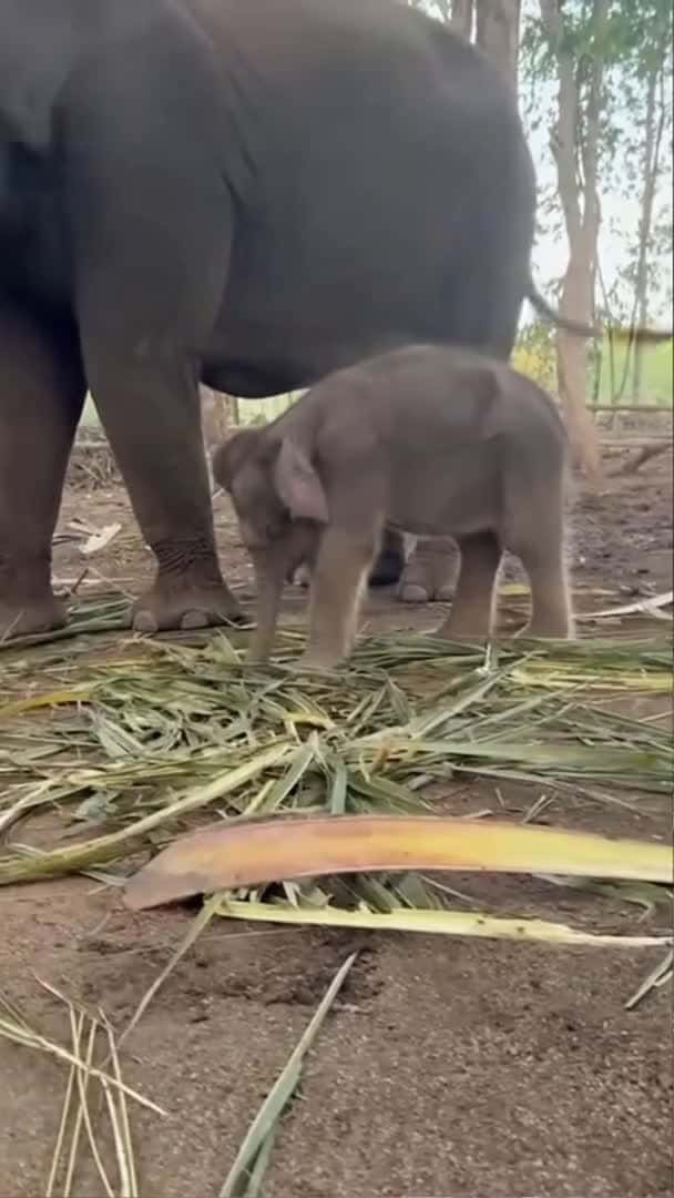 Cover for Cute newborn baby elephant is falling asleep while standing 😍 #babyelephant #elephant #shorts_042 (2)