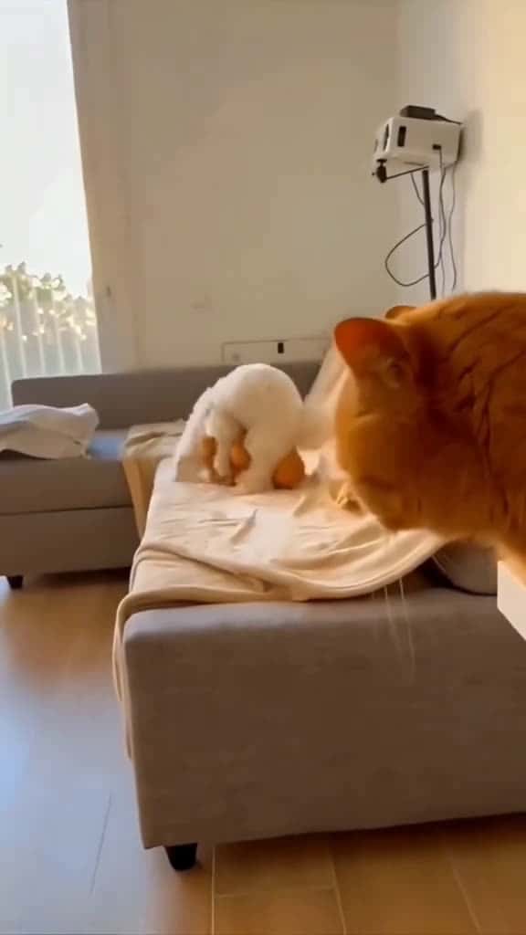 Cover for Funny Animals 2025Funny Cats video part-32 funnyanimalvideos  funny funnyvideos f 38806 #america
