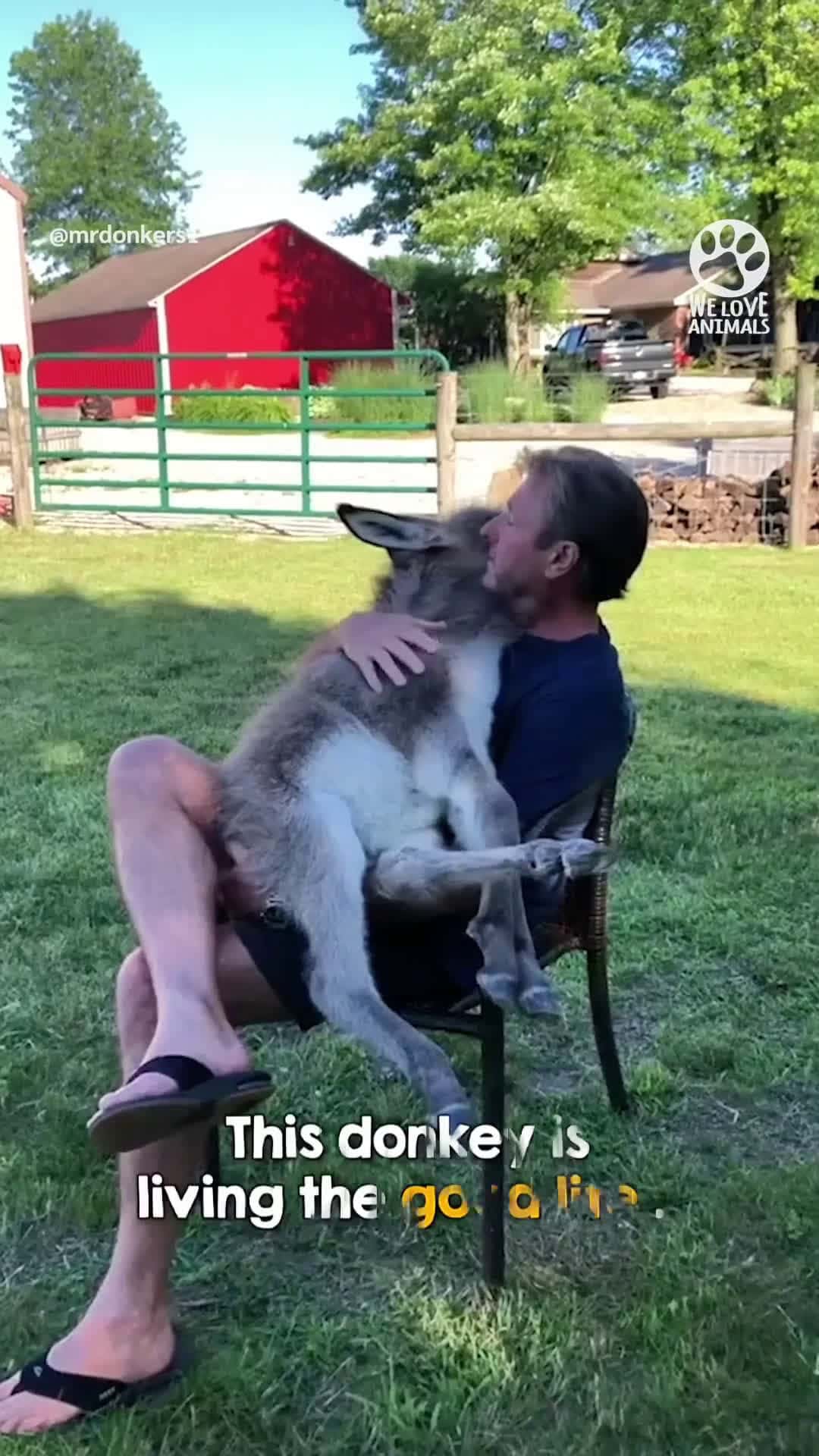 Cover for Donkey Loves Sitting In Lap While Being Serenaded