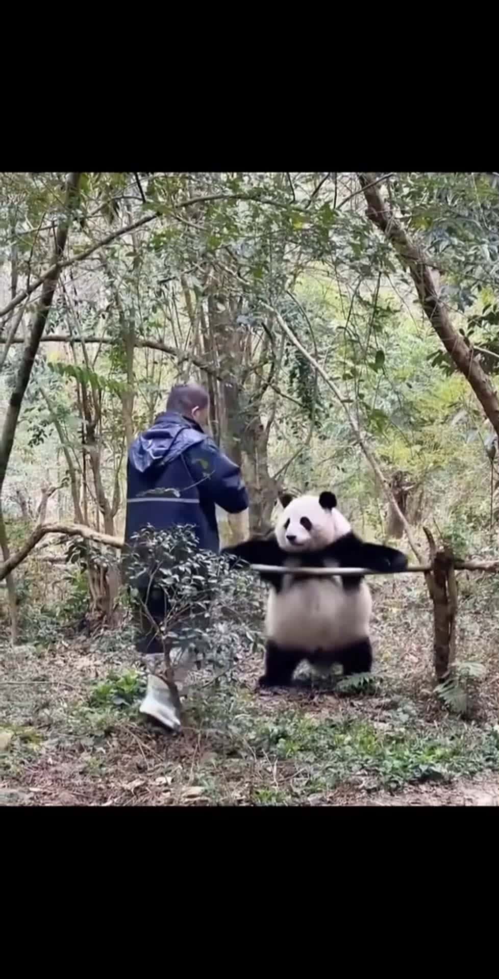 Cover for Funny panda #lovely #pets #fyp #likes #foryou 