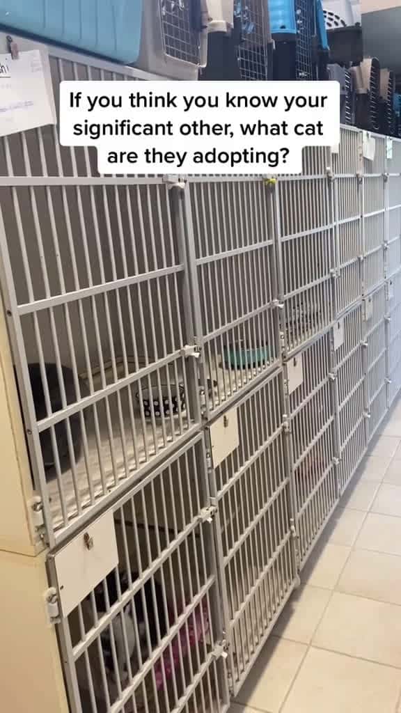 Cover for So many amazing options shelterpetsoftiktok shelterdog sheltercat adoptme 27205 #shortvideosscoopz