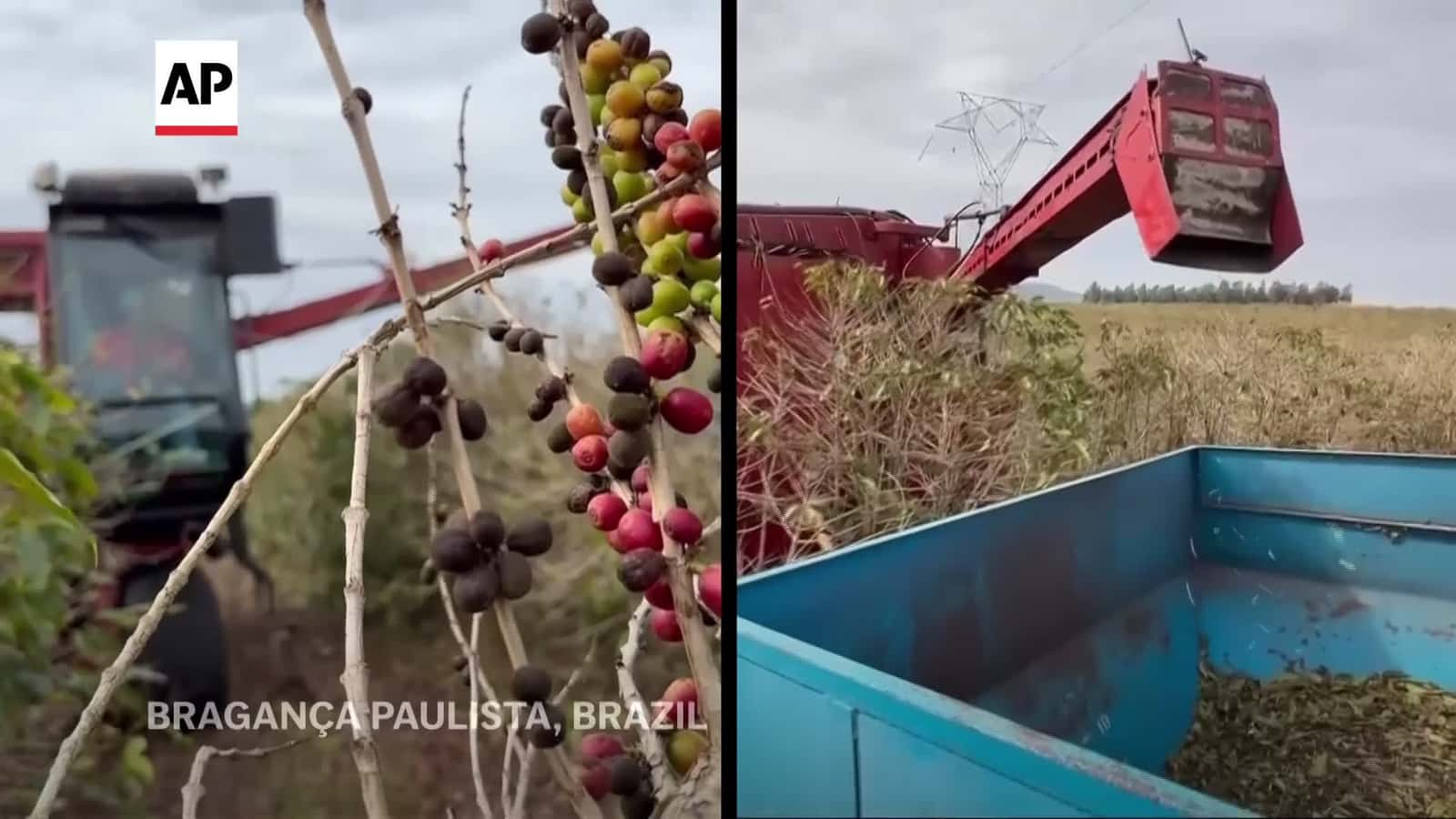 Cover for Brazil US Tariffs Coffee (CR)