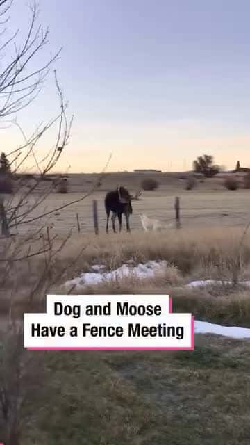 Cover for Dog and Moose Have a Fence Meeting!