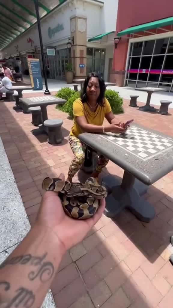 Cover for SNAKE PRANK GONE WRONG fypage foryoupage viral explore funnyvideos pranks snakepr 39531 #shortvideos