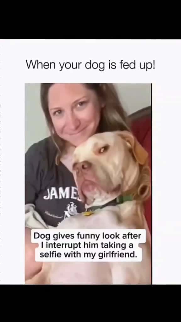 Cover for #pawfectga #pawfectpetsbyga #pawfectlyfunnyga #gaflufffails #gafloofsquad #onlyatpawfectga #gacomedycrew #dailyderpga #lolpetsga #funnypetsbyga #lolsbyga #lolsbygaclips #petlaughsga #gacomedypets 