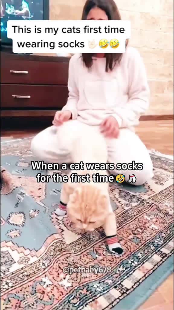 Cover for When the cat got a new pair of shoes. cat funny cute pet foryou fyp cats funnycat funnyvid 00171 #shortvideos