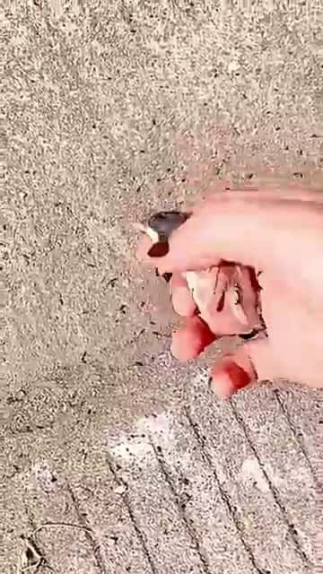 Cover for This family rescued a baby sparrow that had lost its mother and then sparrow birds short