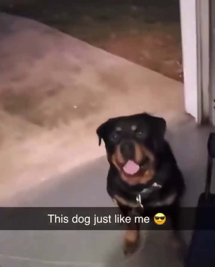 Cover for How do you even teach your dog this.. #TooFunnyToScroll