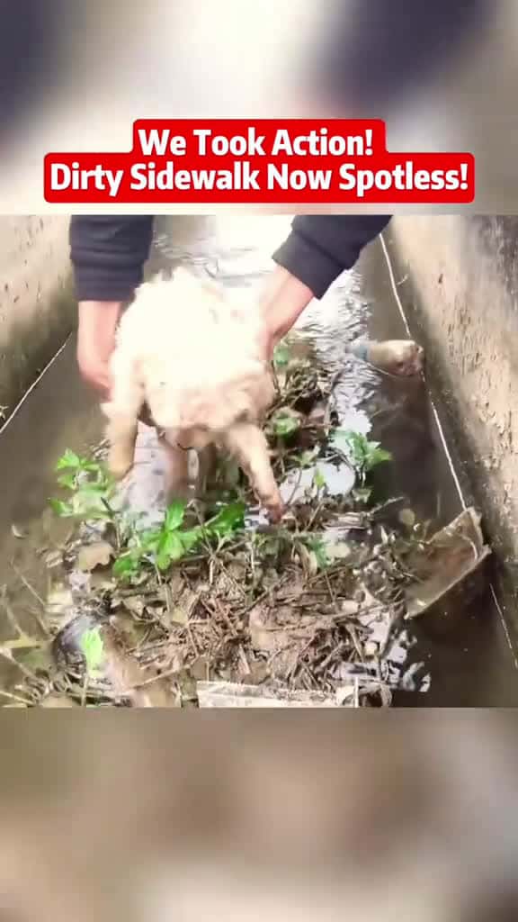 Cover for animals animal animalrescue dog rescue rescuedog 22687 #trendingscoopz