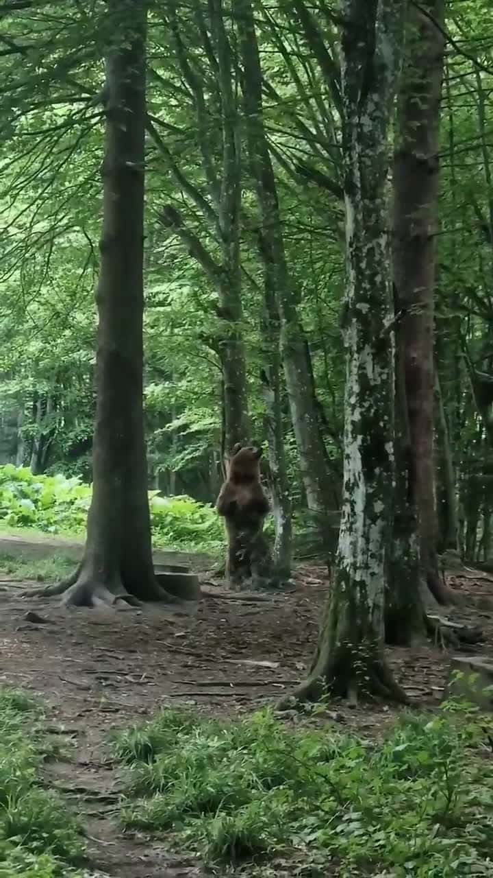 Cover for In the woods, when no one was looking #TooFunnyToScroll